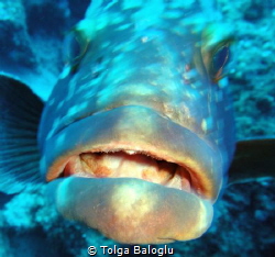 This grouper has something to say by Tolga Baloglu 